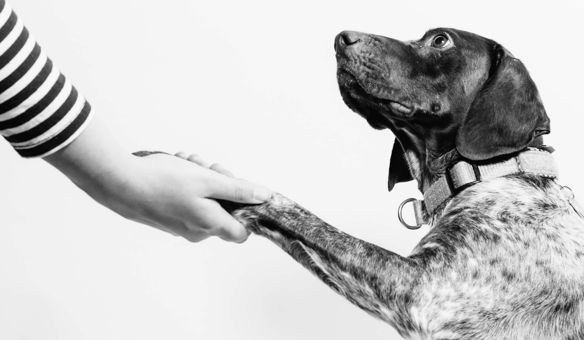 Your loyal customers are your most valued customers. Image with man's best friend a dog.