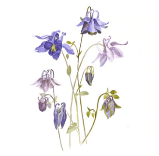 Lucy Erridge Art watercolour