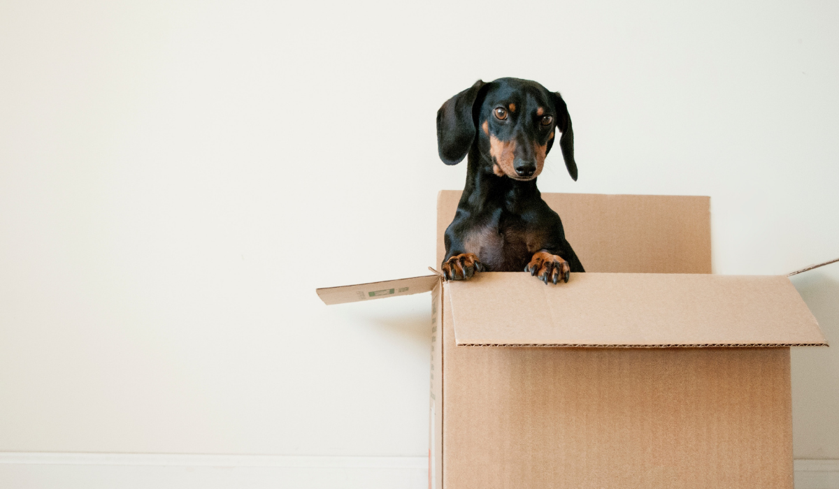 Image of dog in cardboard box by Erda Estremera. For blog article titled Why move to Shopify Plus? with Milk Bottle Labs