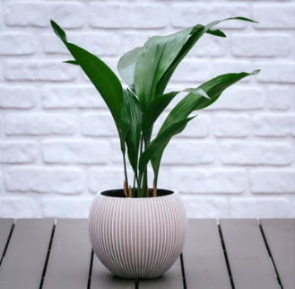 Aspidistra eliator is commonly know as the Cast Iron Plant, indoor plant for sale on The Garden House Shopify website